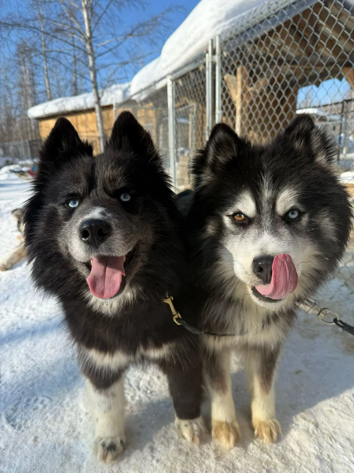 Cute Dogs